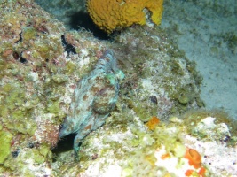 089 Reef Octopus IMG 5916
